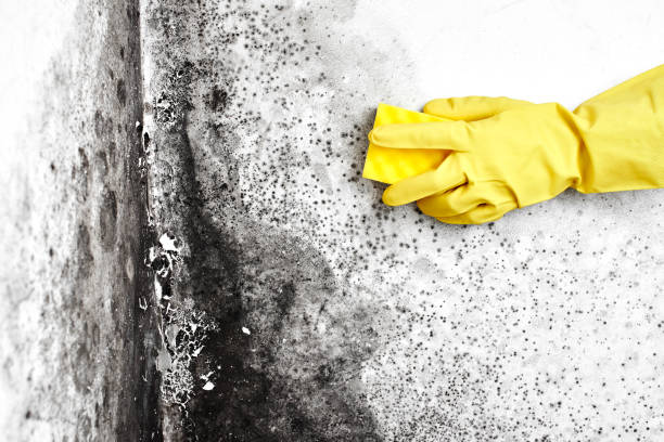 Best Commercial Mold Removal  in Muscoda, WI