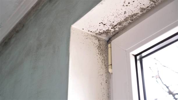 Best Professional Mold Removal  in Muscoda, WI