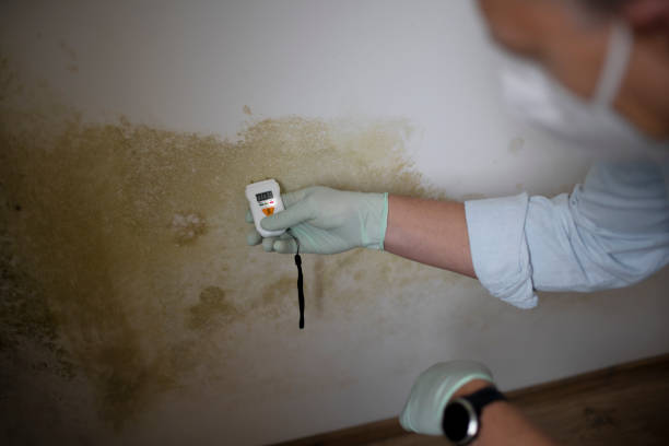 Best Black Mold Removal  in Muscoda, WI