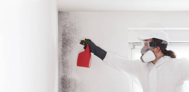 Best Mold Removal Company Near Me  in Muscoda, WI