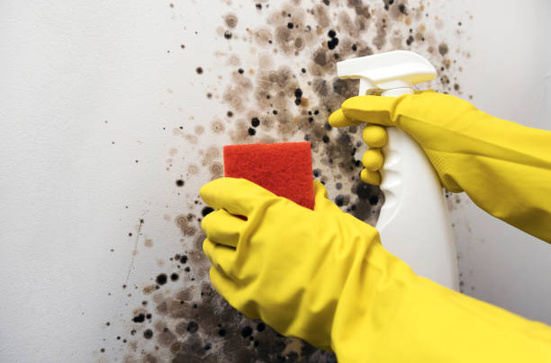 Best Mold Removal Process  in Muscoda, WI
