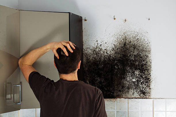 Office Mold Removal Services in Muscoda, WI